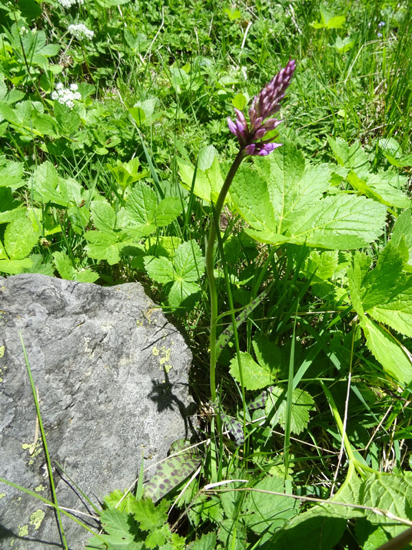 Catena dei Lagorai...da Pergine al Passo del Manghen